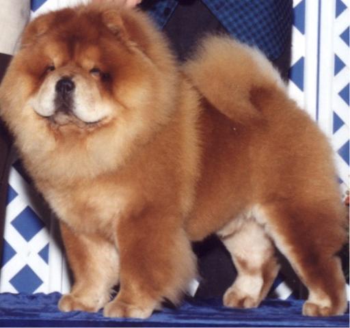 CH. Shanghai Fur-Bee’s Echimo ROM