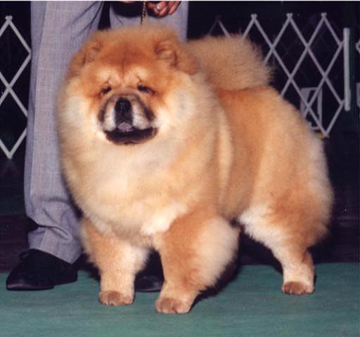 CH. Fur-Bee’s Hedlioner