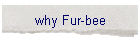 why Fur-bee