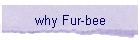 why Fur-bee